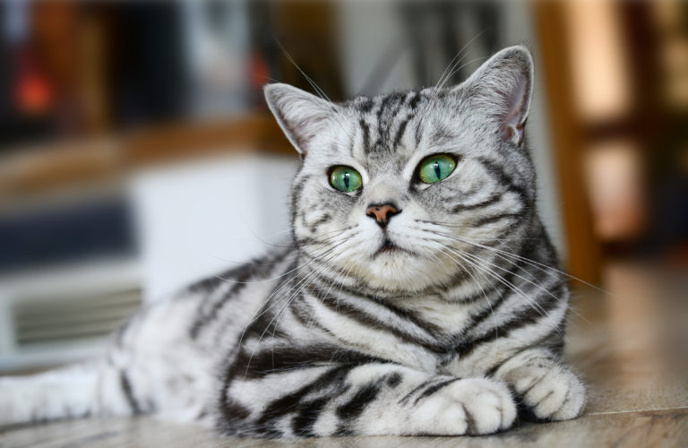 schattig bijtend het ergste Brits Korthaar - Lees meer over dit kattenras | zooplus