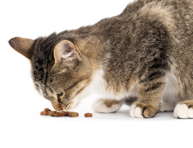 Het juiste kattenvoer voor oudere katten