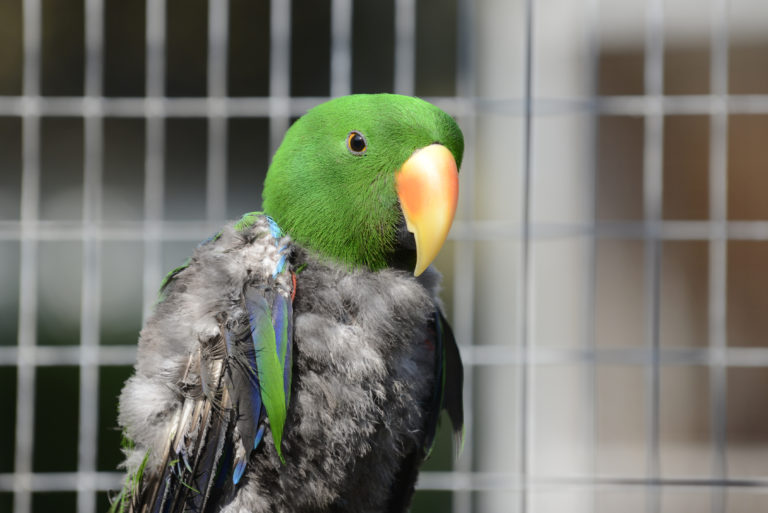 ruitijd bij vogels