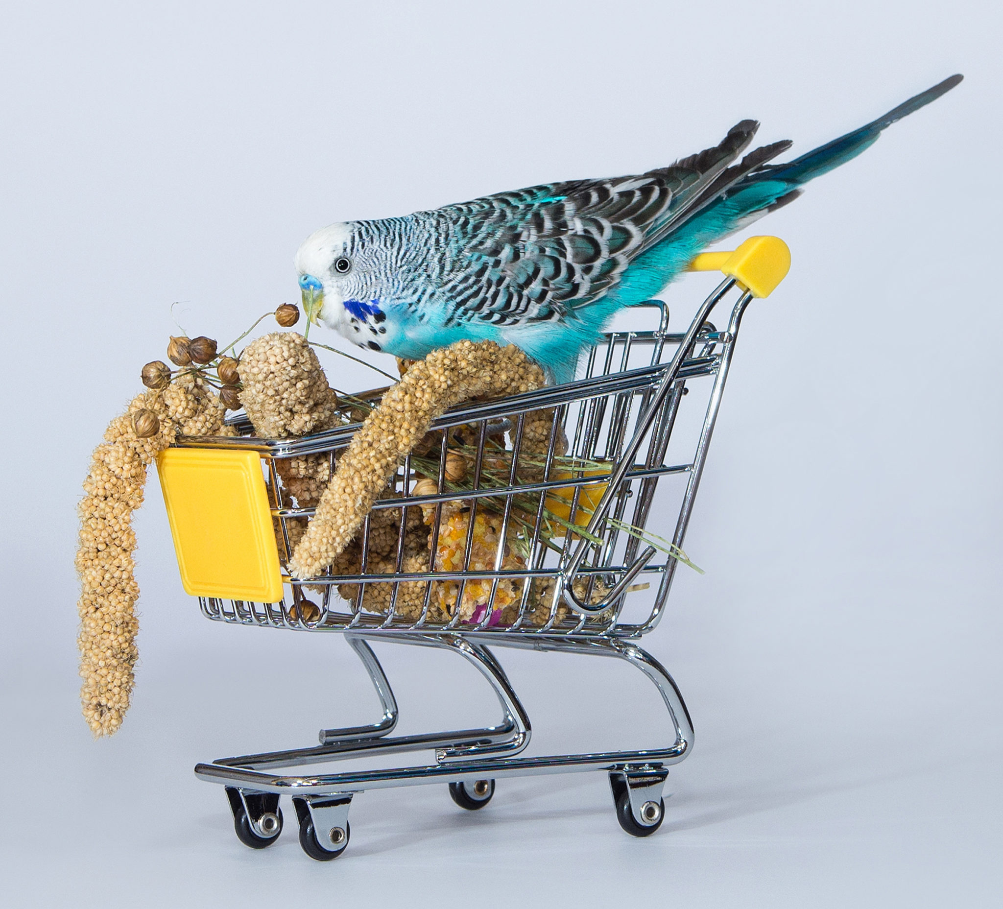 Voeding van grasparkieten, wat is nu het beste voer? zooplus