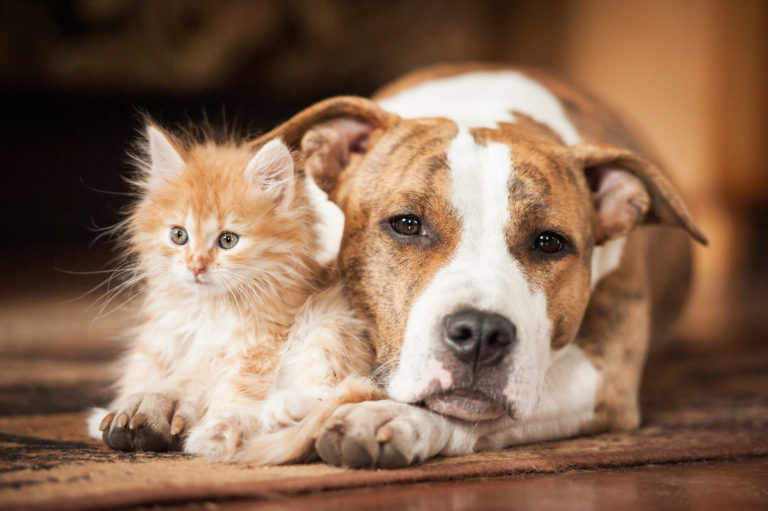 Kat en hond