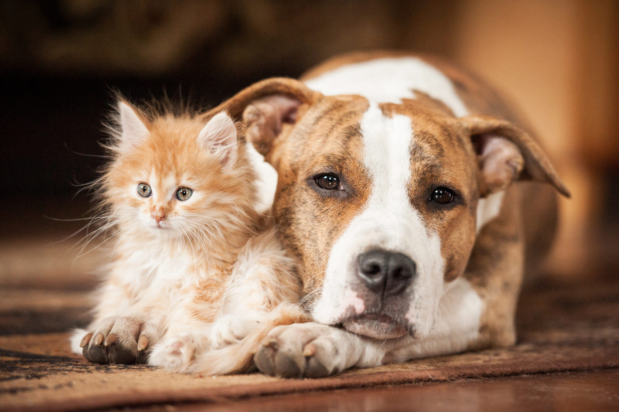 pianist Nadeel Oprecht Kat en hond samen leven in een huis? - Hier lees je er alles over | zooplus