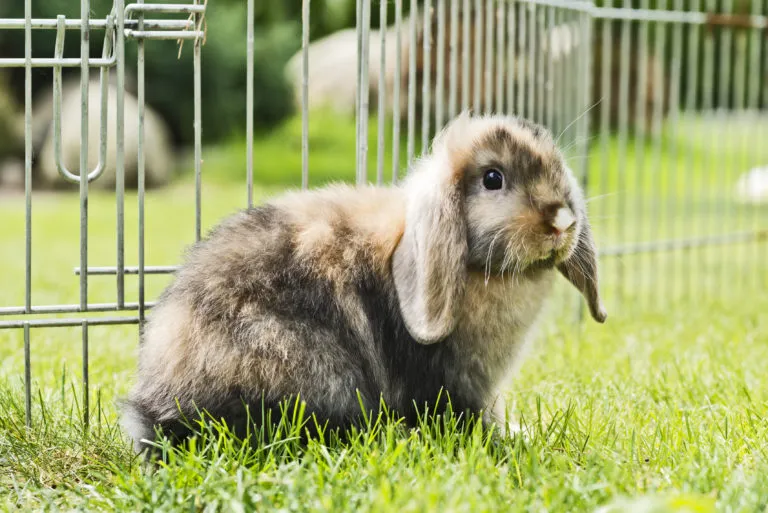 Buitenverblijf – uitloop voor konijn, cavia en co