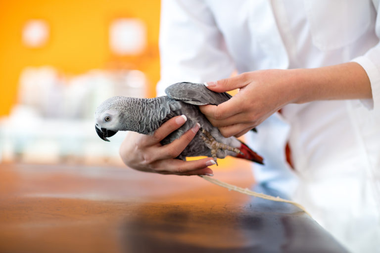 Nierinfectie bij vogels