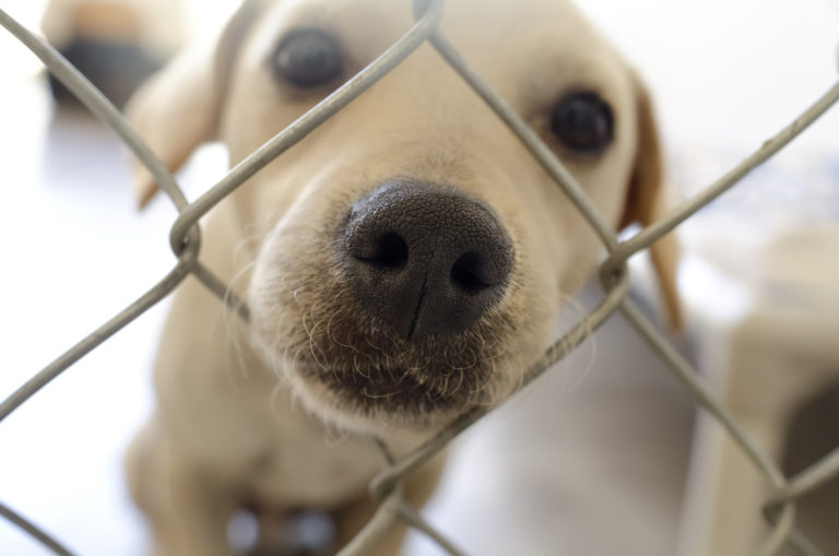 Een hond adopteren: een fokker of het asiel?