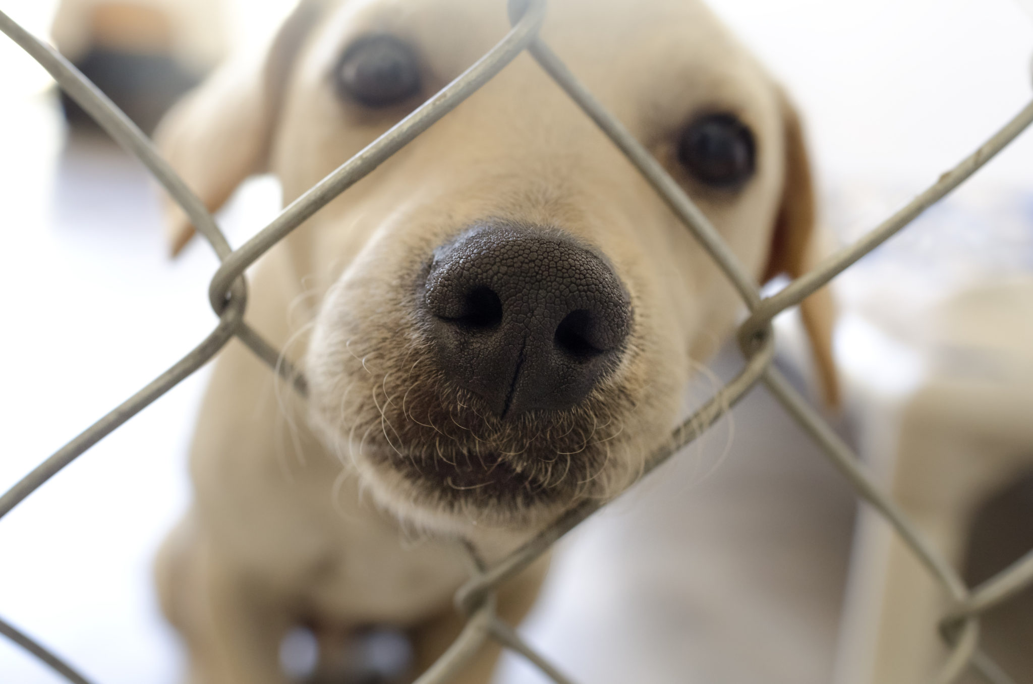 Messing eindeloos Door Untertasse Verstand Traurigkeit dierenasiel honden puppies Missbrauch  Bunker Ego