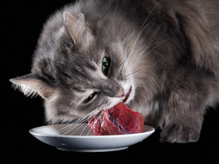 BARF – Biologisch verantwoord rauwvoer voor katten