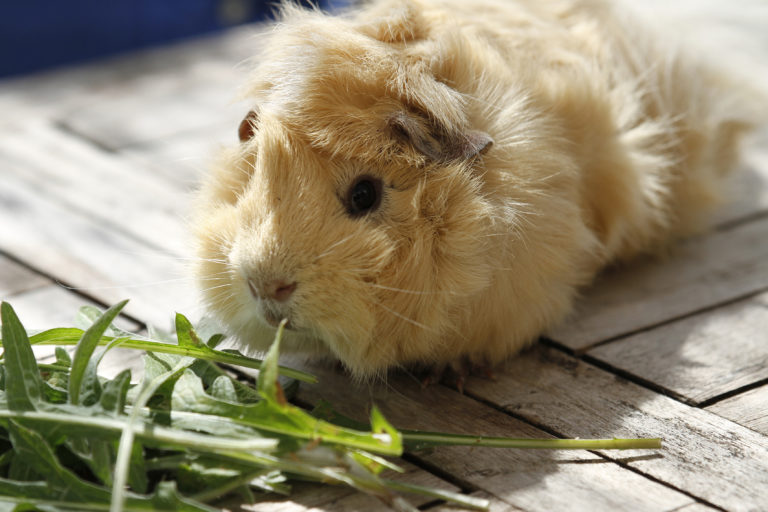 De voedselvoorziening van de cavia