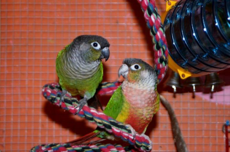 Intelligentiespeelgoed voor vogels Intelligentiespeelgoed voor vogels