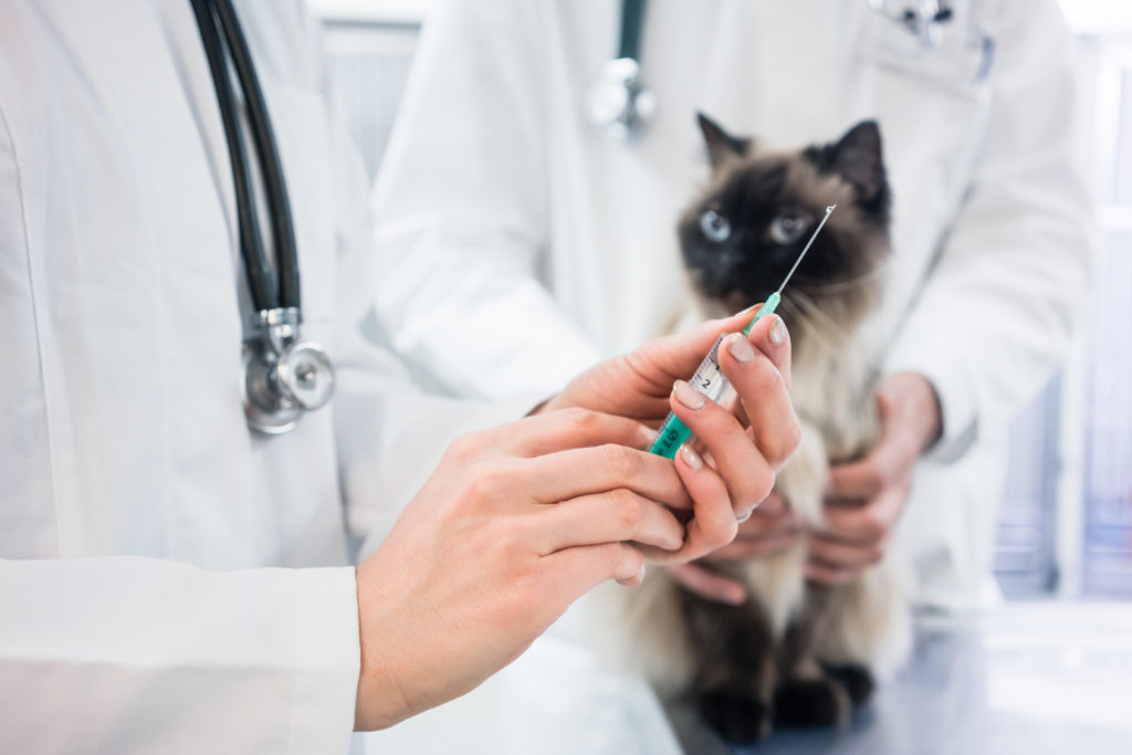 Tierarzt bereitet eine Impfung für die Katze vor