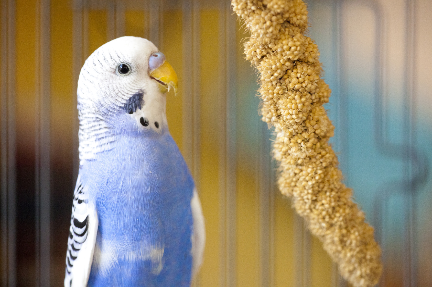 Voeding van grasparkieten, wat is nu het beste voer? zooplus