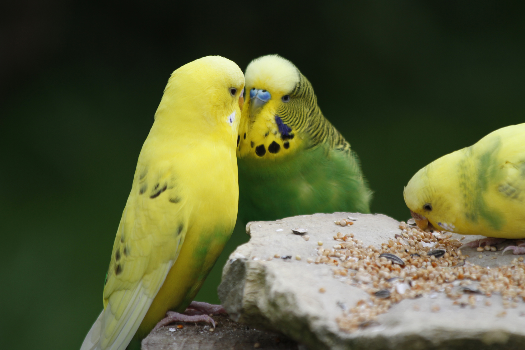 Voeding van grasparkieten, wat is nu het beste voer? | zooplus
