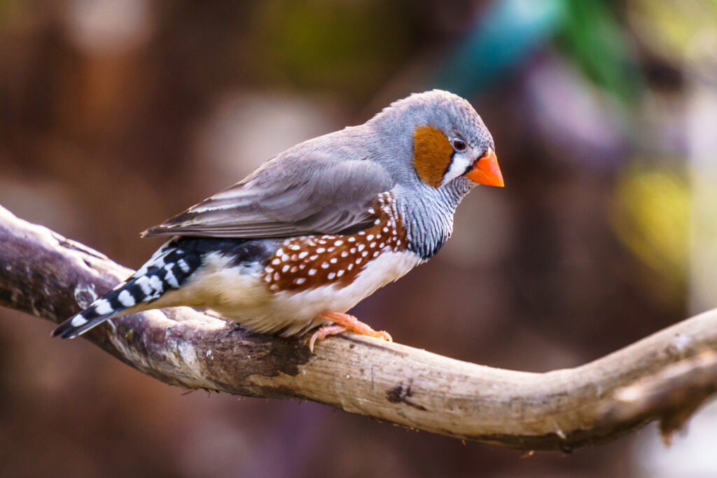 Zebravink Zebravink