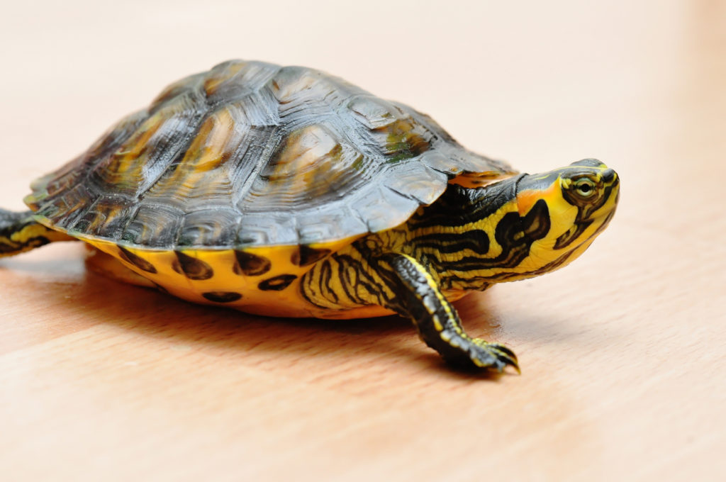 kalf Post Hoorzitting Schildpad - Alle informatie over schildpadden | zooplus