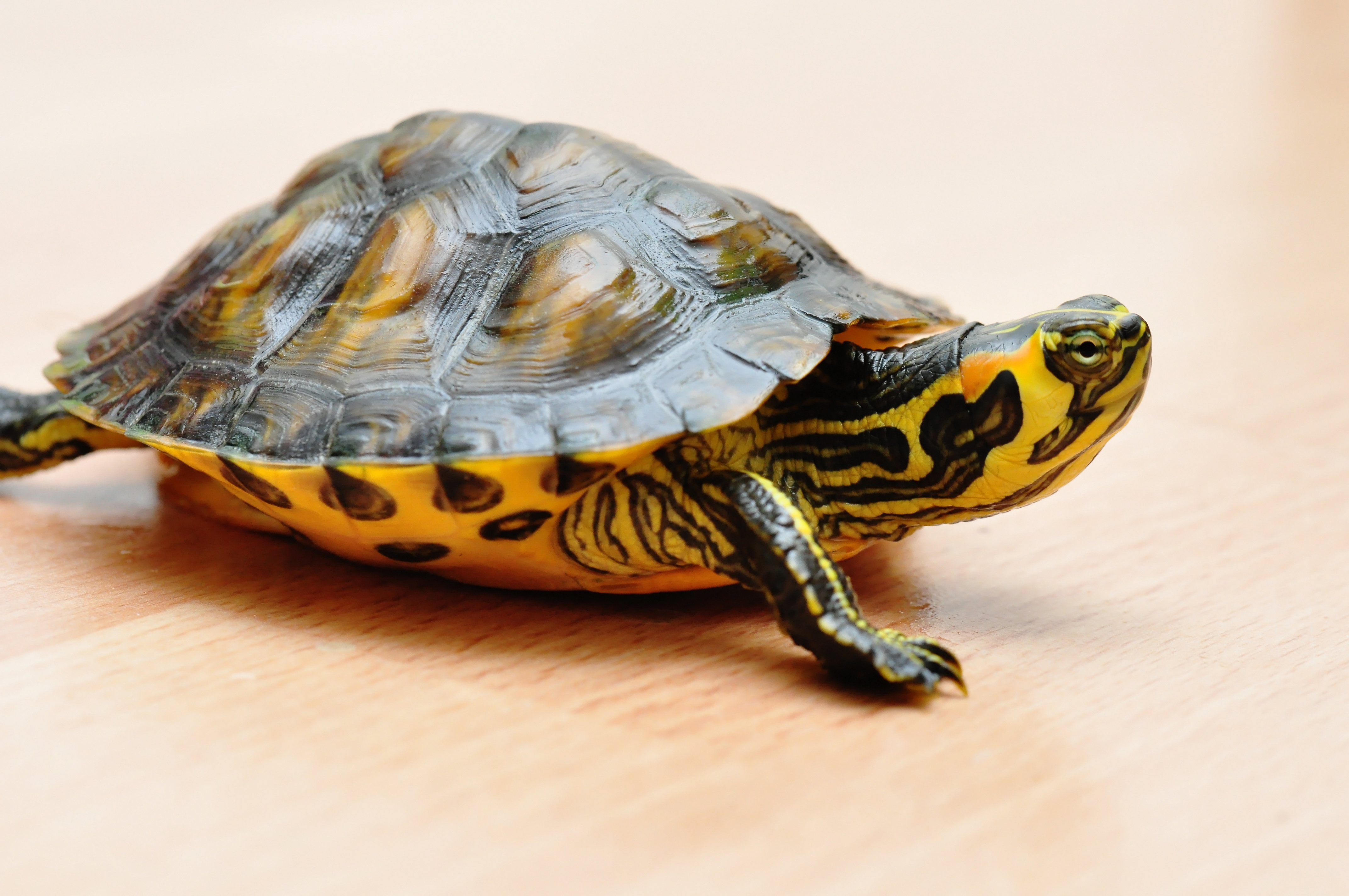 - informatie over schildpadden | zooplus