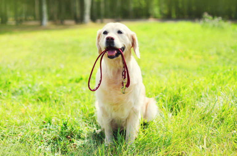 Hond met hondenlijn