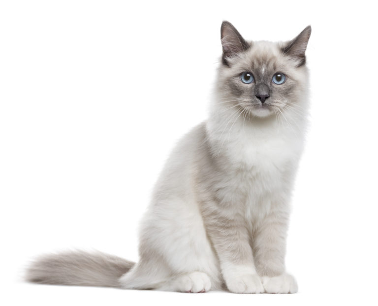 Neva Masquerade - lees meer over dit prachtige kattenras | zooplus