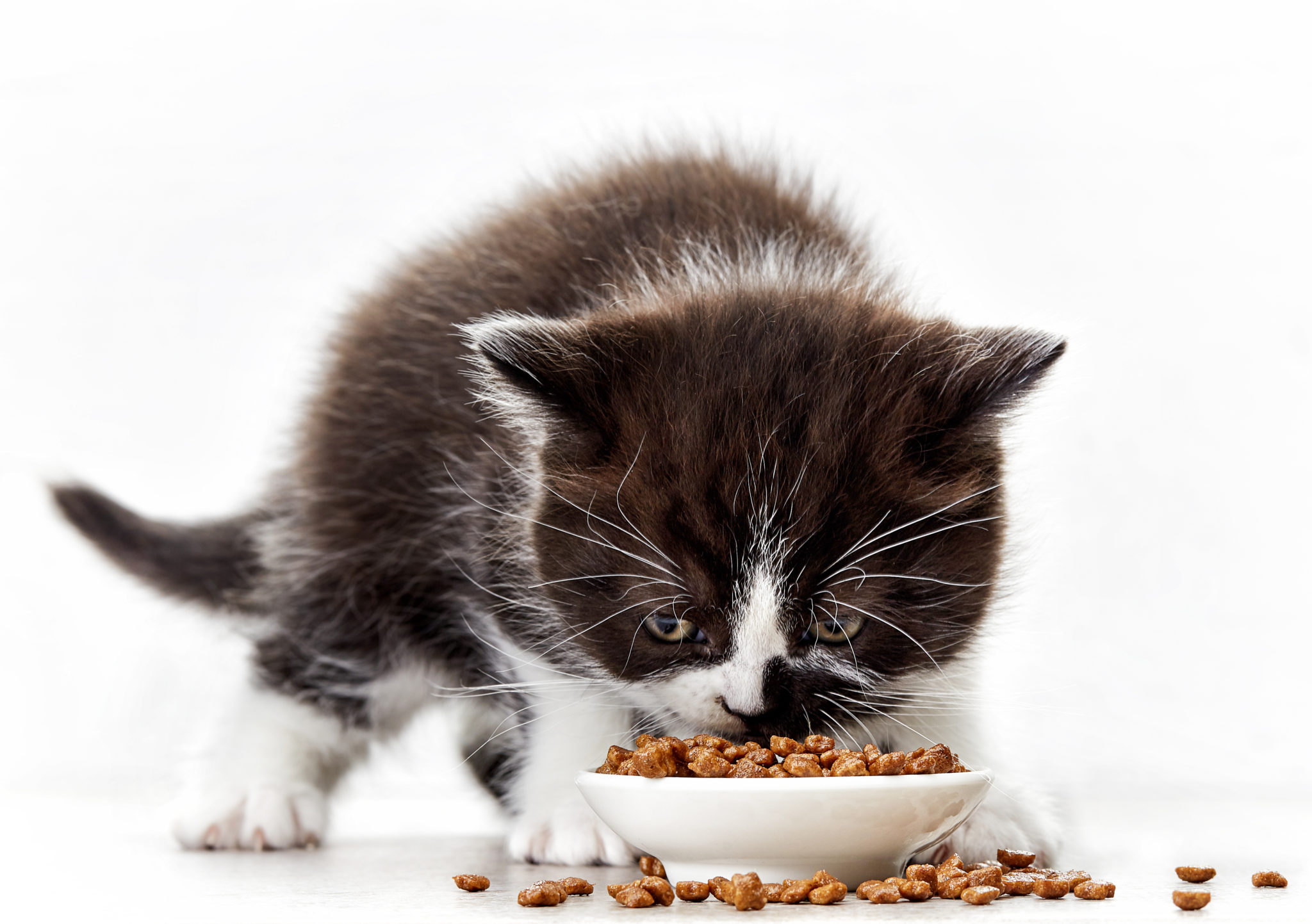 Haas Woordvoerder dreigen kattenvoer voor een kitten, wat is het juiste voer? Lees het hier! | zooplus