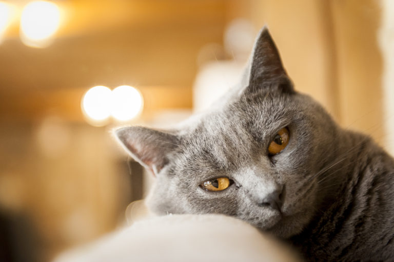 Chartreux meer over dit interessante kattenras