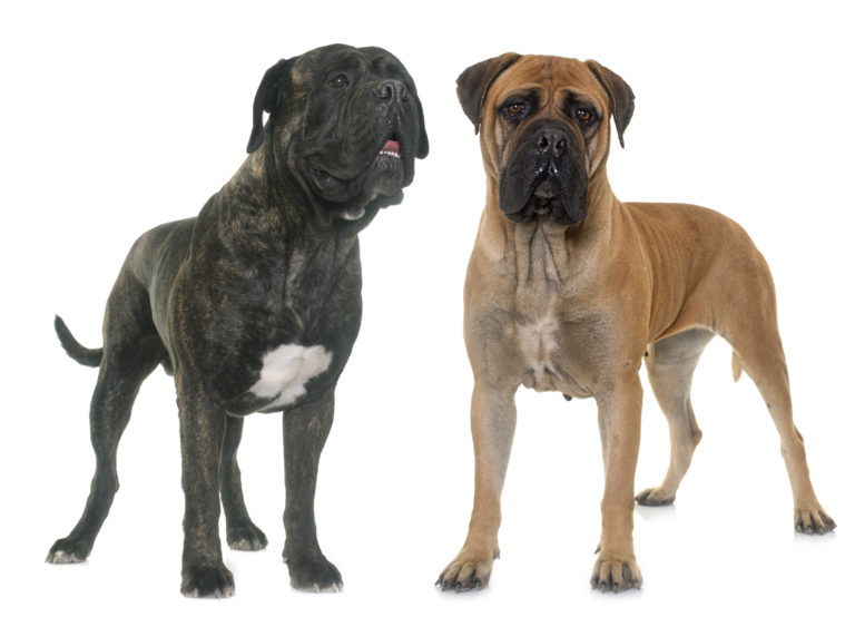 Bullmastiff