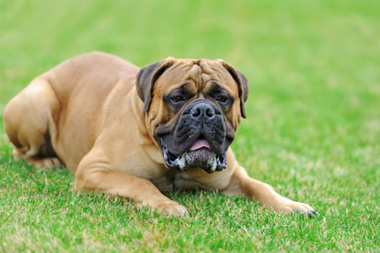 Engelse Mastiff