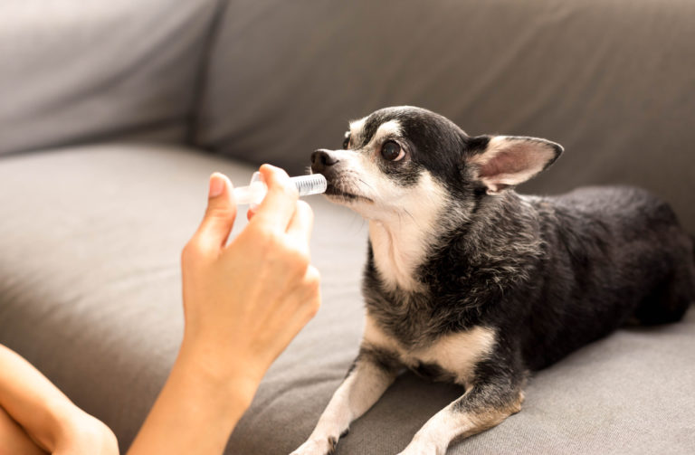 Ontworming bij honden