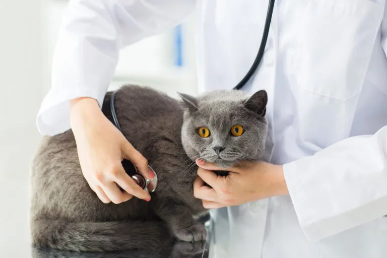 Verteringsproblemen bij katten