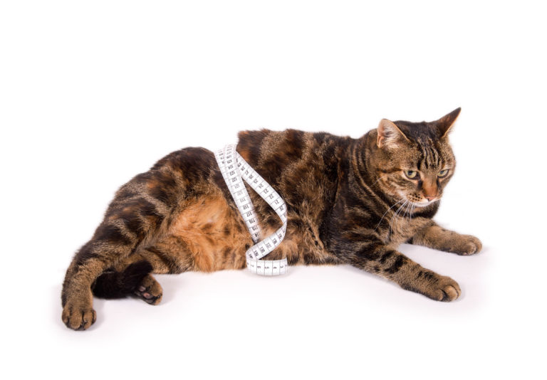 Kattenvoer voor katten met overgewicht