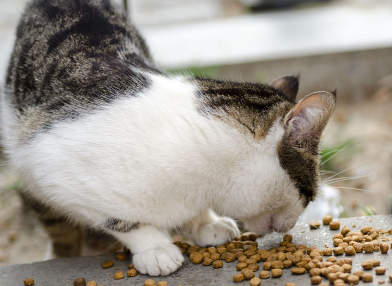 Kattenvoer voor buitenkatten