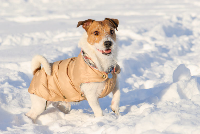 Hond met hondenkleding