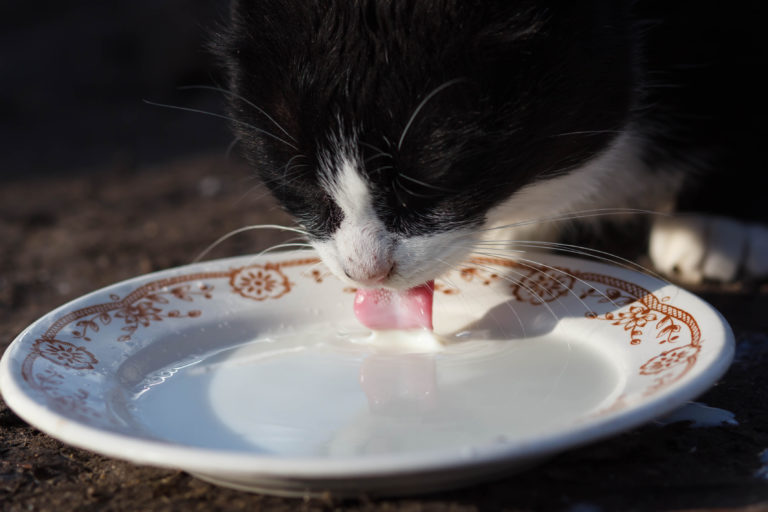 mogen katten melk drinken