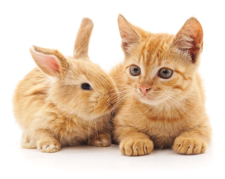 Katten met knaagdieren en konijnen