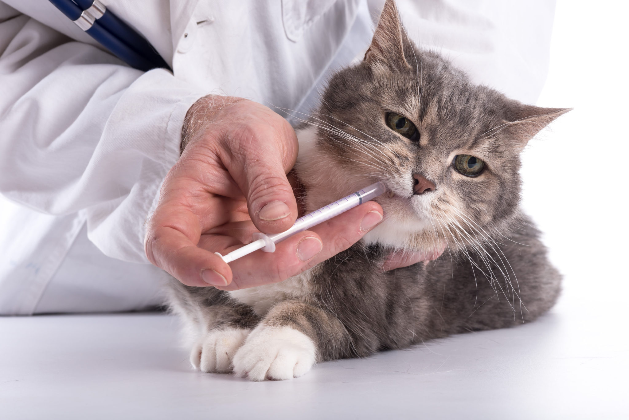Wormen bij katten symptomen, diagnose en behandeling zooplus