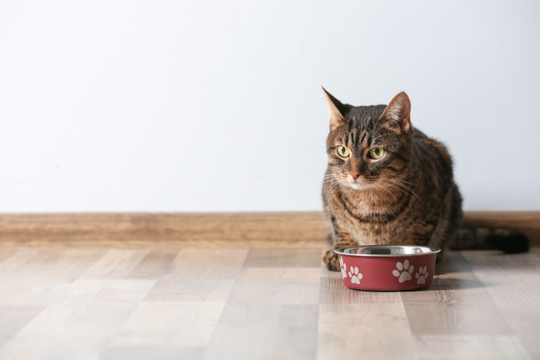 Voeding voor gevoelige katten