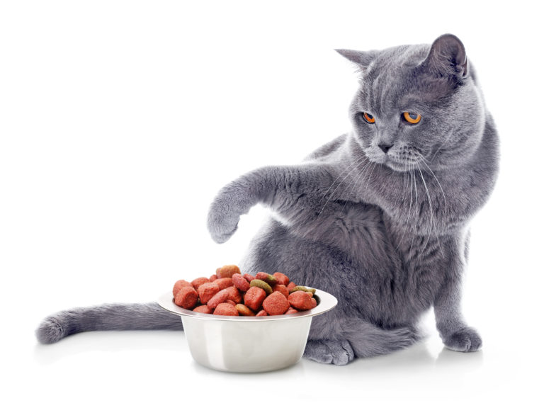 Zo slaagt de voedingsverandering bij katten Zo slaagt de voedingsverandering bij katten