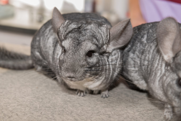 Haaruitval bij de chinchilla