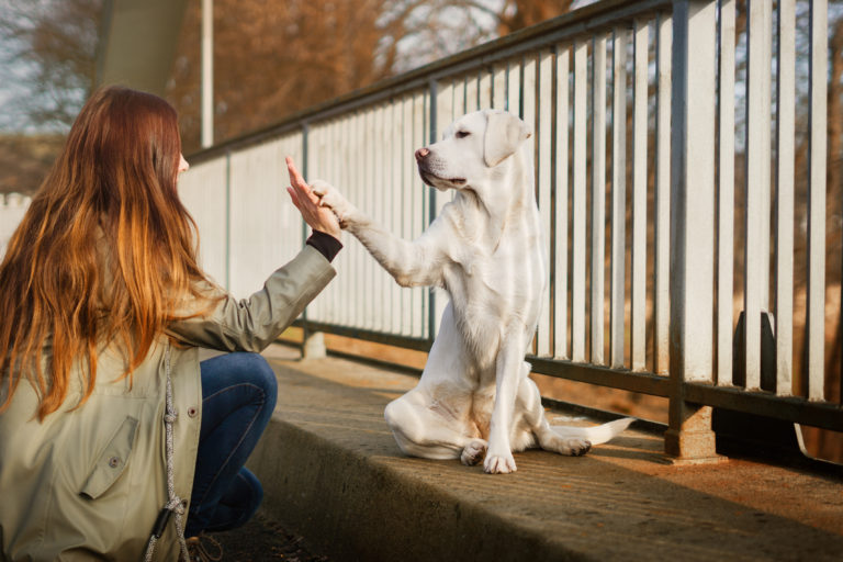 Leer je hond luisteren