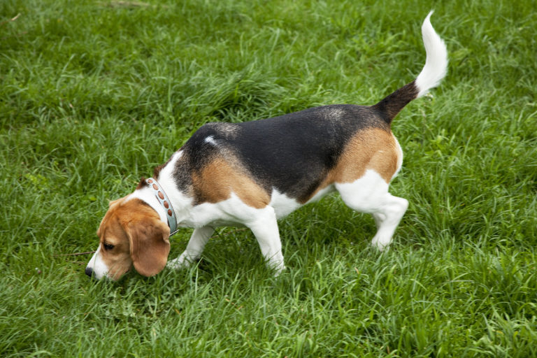 American foxhound dog breed