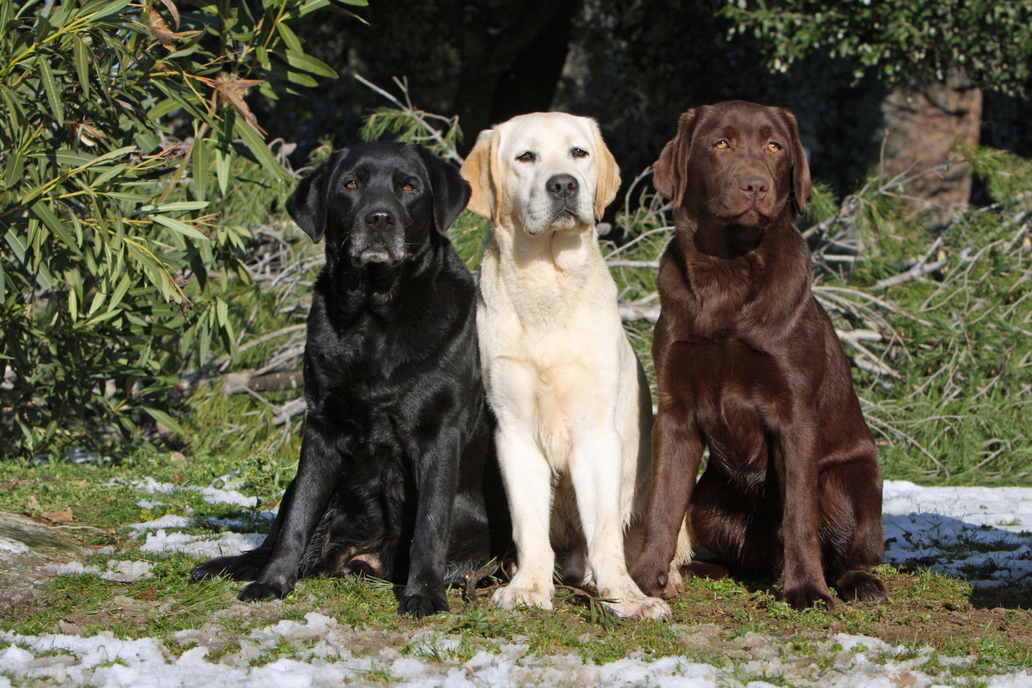 getuigenis vrouw lager Labrador retriever - Een vriendelijke en actieve hond | zooplus