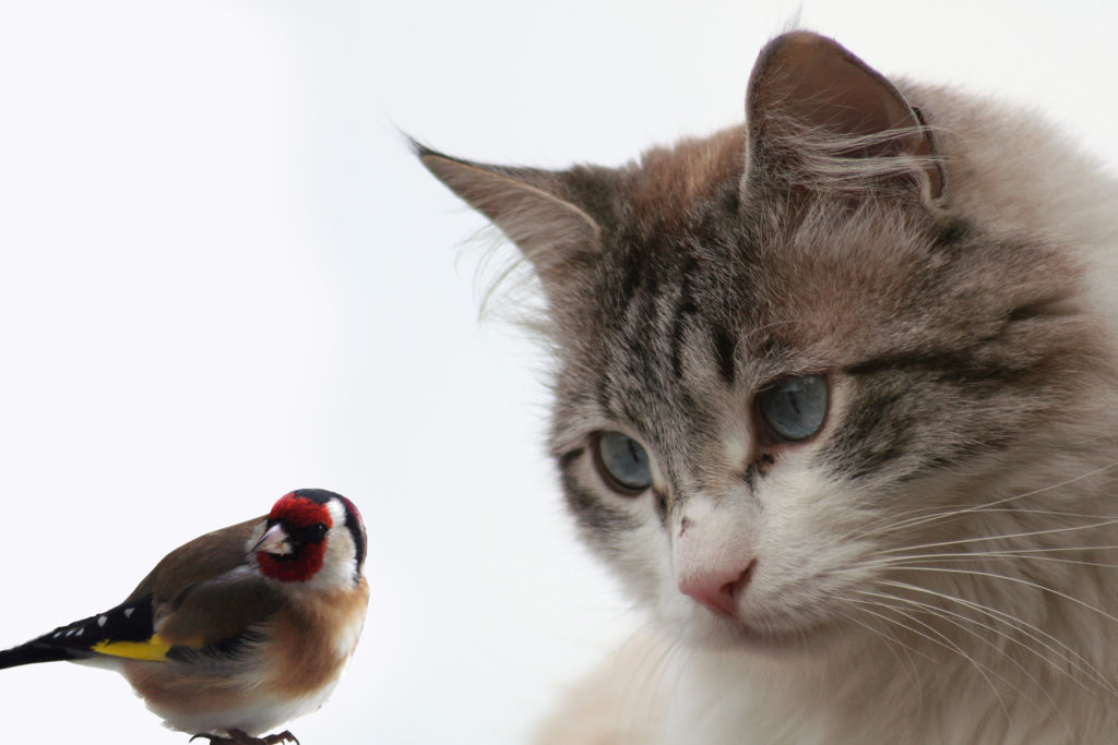 Katten en vogels onder één dak - Hier vind je ...