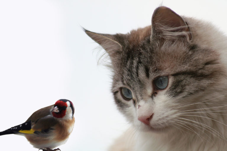 Katten en vogels onder één dak