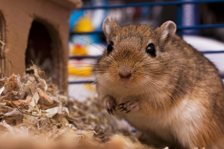 Mongoolse Gerbil