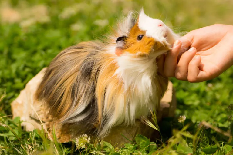 Verzorgingstips voor een tevreden cavia Verzorgingstips voor een tevreden cavia