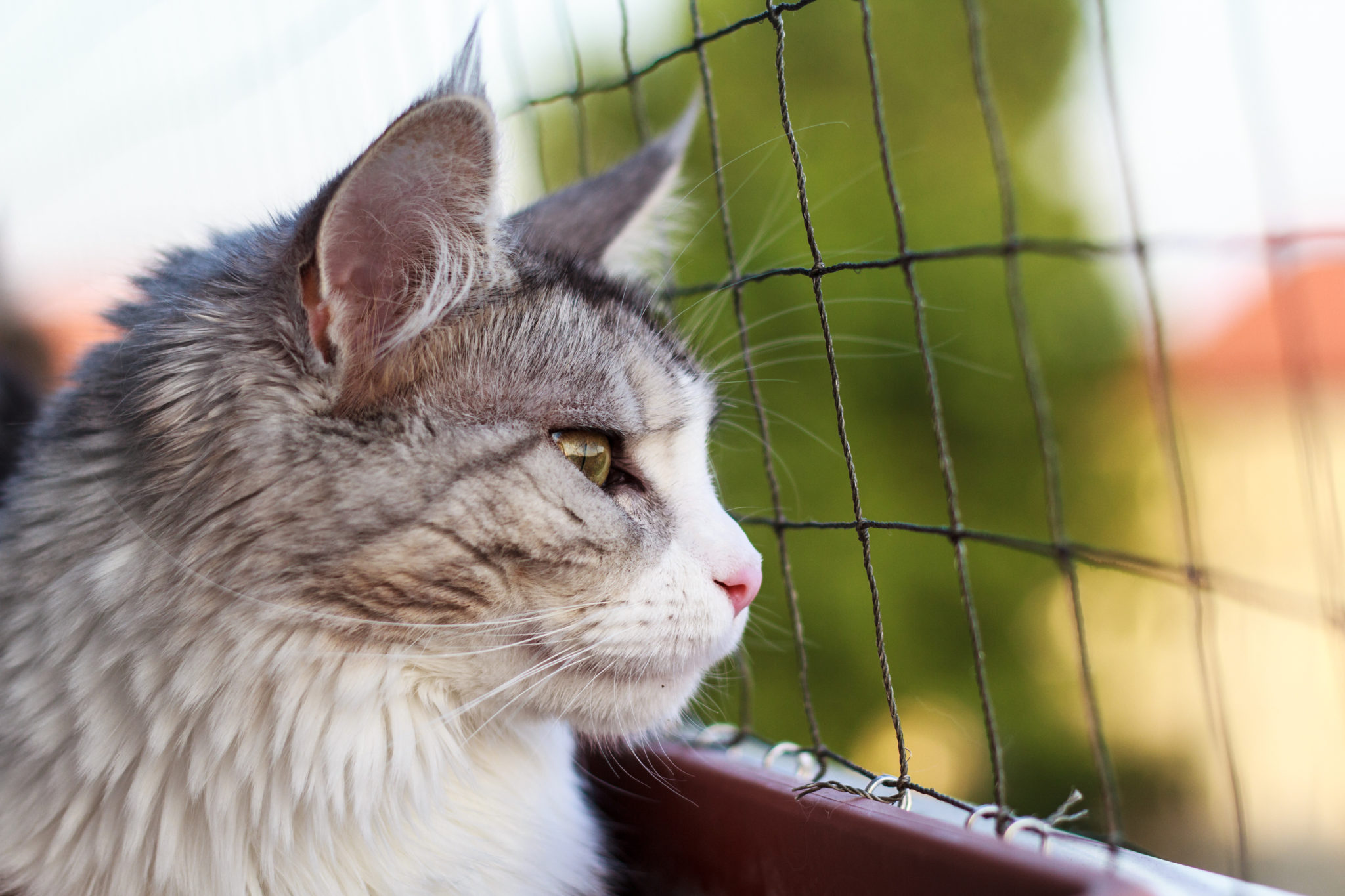 krullen Uil Dor Een veilig balkon voor jouw kat | zooplus Magazine