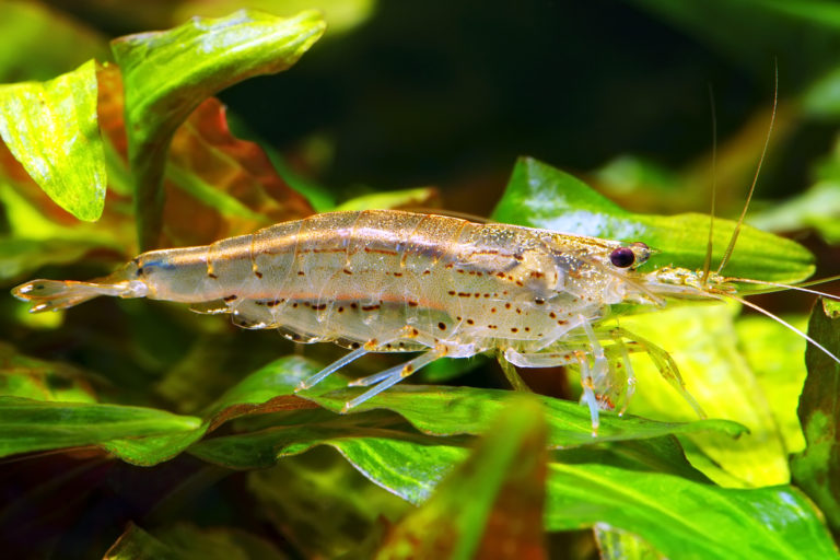 Amanogarnalen (Caridina japonica)