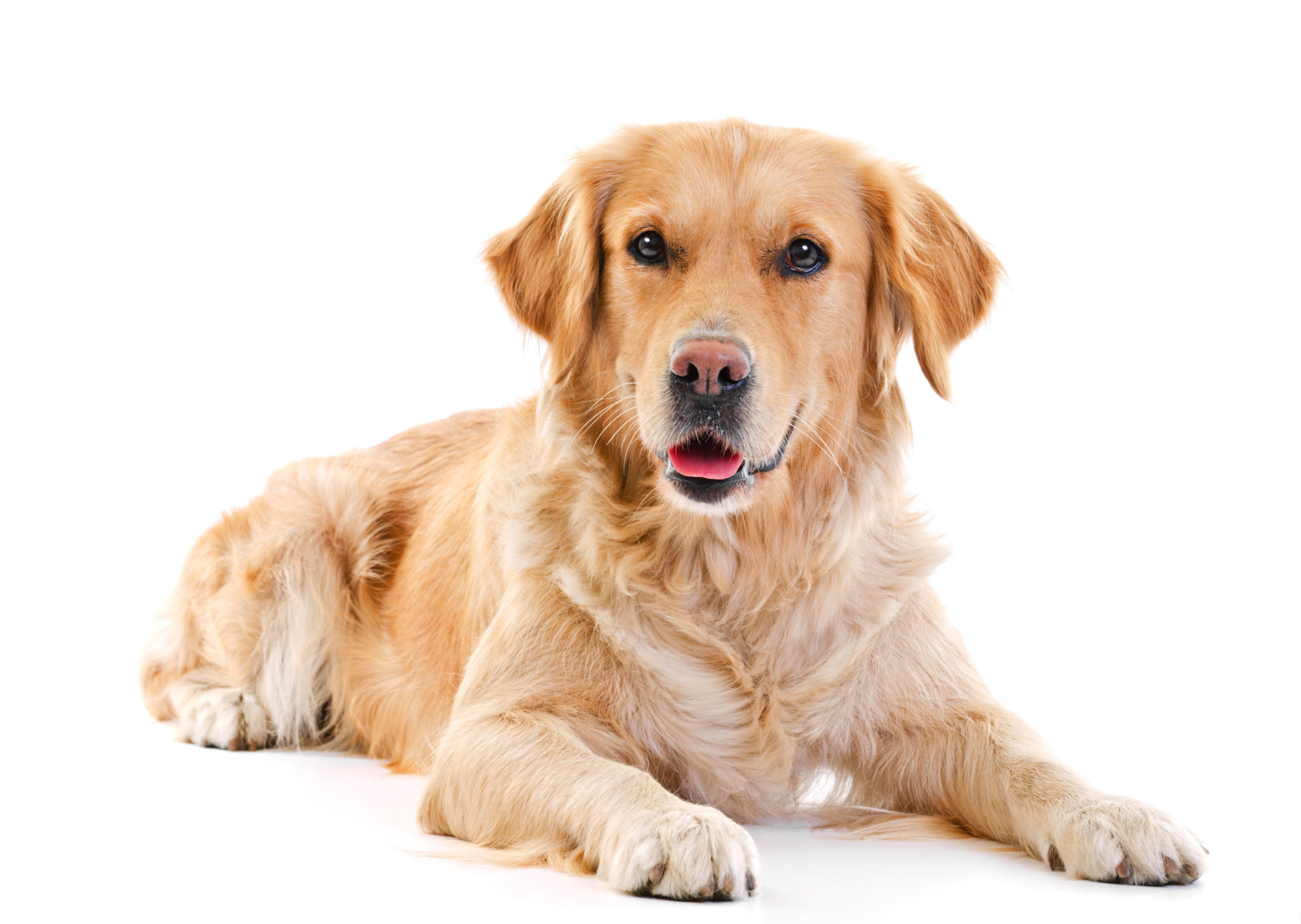 Golden Retriever - Vriendelijke en familiehond | zooplus