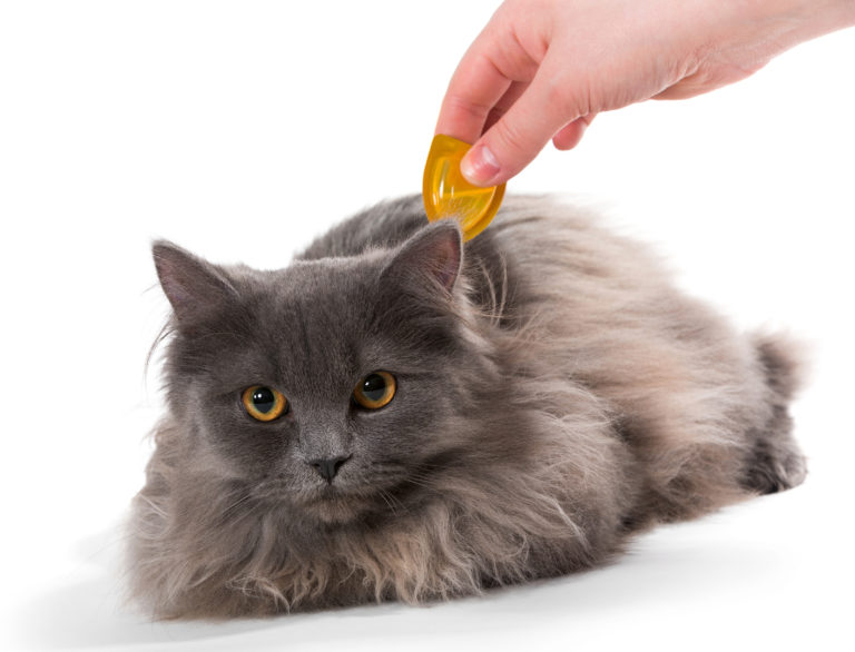 vlooien en teken bij katten verwijderen vlooien en teken bij katten verwijderen