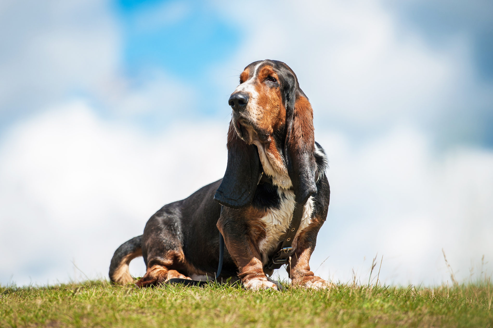 Basset Hound Alles over dit vrolijke hondenras zooplus magazine