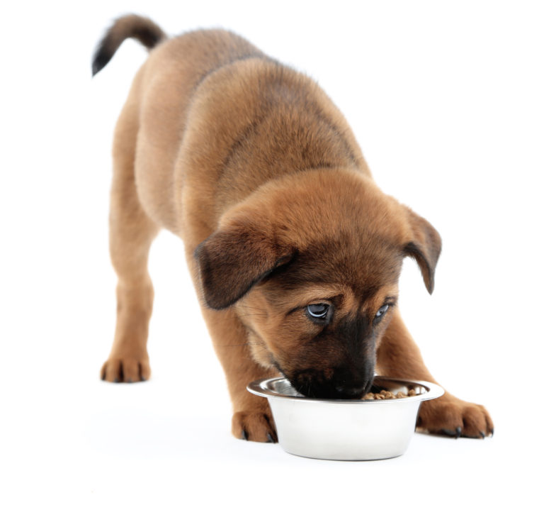 Puppyvoeding Puppyvoeding