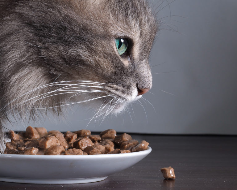 Voedselintolerantie bij katten